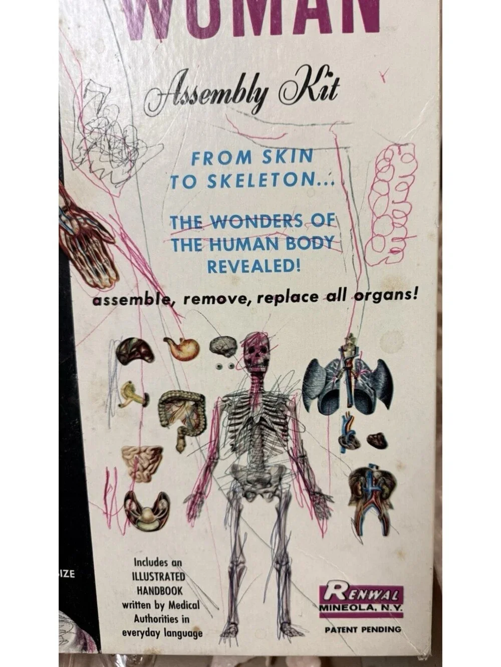 Vintage 1960 The Visible Woman Assembly Kit - #804 Made By Renwal New York USA